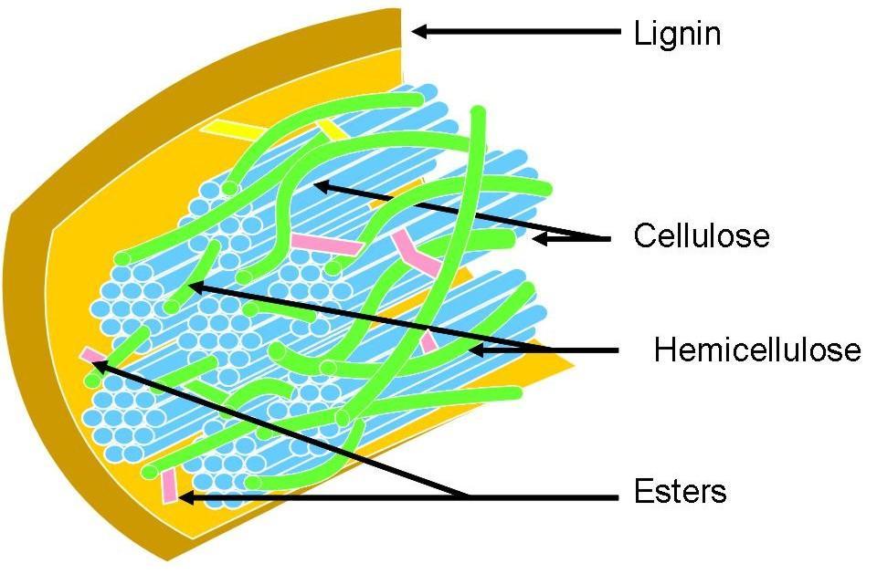 Major components of lignocellulose