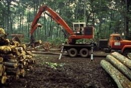 Sustainable Forest Licences cover large areas and are usually held by large integrated (carry out both cutting and processing of timber) forest companies that operate a mill in the region.