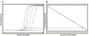 Derived from the standard curve positive samples of unknown concentrations can be quantified.