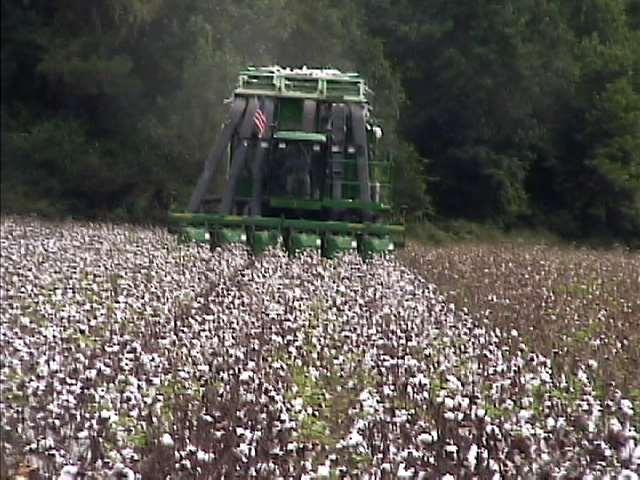 Picking cotton in