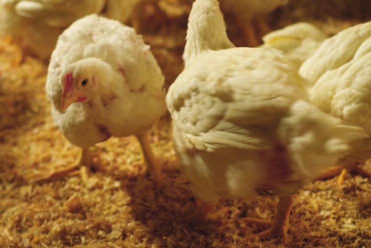 Part 1 The Five Freedoms: A Global Standard for Animal Husbandry As we progress from meeting the needs of chickens to providing for their wants, we are charting our progress using the Five Freedoms.