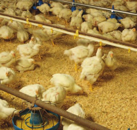 Freedom From Hunger and Thirst WHERE WE ARE All of our poultry have continuous access to feed and clean water (except for short, established periods just prior to transport).