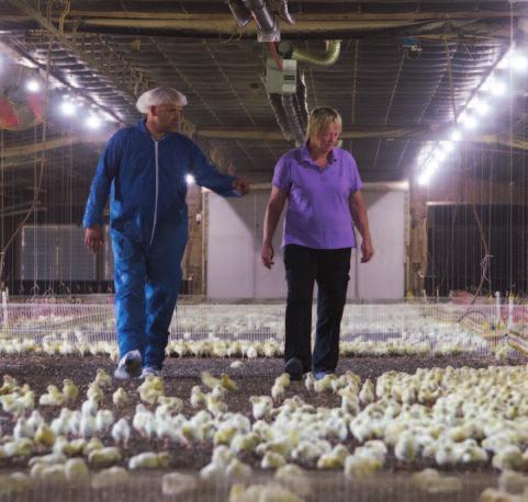 Freedom From Discomfort WHERE WE ARE Advanced temperature control systems in all poultry houses provide age-appropriate comfort levels.