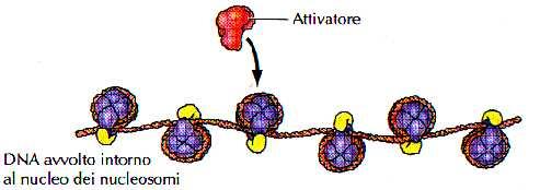 Chromatin should be reconfigured to