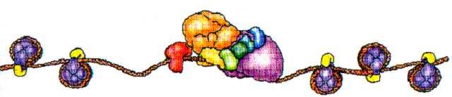 Chromatin should be re-organized to stop transcription (repression) A