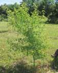 Ecology and silviculture of the main valuable broadleaved species in the Pyrenean area and neighbouring regions Pear tree plantation management Pear tree is more widely used for timber production