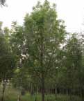 The pear tree (Pyrus communis) and the apple tree (Malus sylvestris) for high quality timber Other silvicultural schemes with pear tree Additionally from the thinning plan shown above (620 ashes, 105