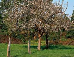 Ecology and silviculture of the main valuable broadleaved species in the Pyrenean area and neighbouring regions Apple tree (Malus sylvestris) As mentioned before, apple tree (Malus sylvestris) has,