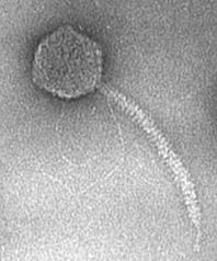 BIOL/CHEM 475 Spring 2007 RESTRICTION ENDONUCLEASES AND BACTERIOPHAGE λ Lambda (λ) is a temperate Escherichia coli bacteriophage. Optional read about phage λ: http://www.asm.org/division/m/fax/lamfax.