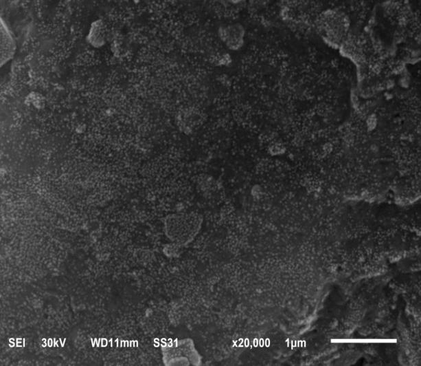 paste matrix denser. as shown in Photos. 4, and 5. Photo.4 : SEM micrograph of mix 11 after 56 day of curing. photo.2: SEM micrograph of mix 8 after 56 day of curing. Photo.5 : SEM micrograph of mix 12 after 56 day of curing.