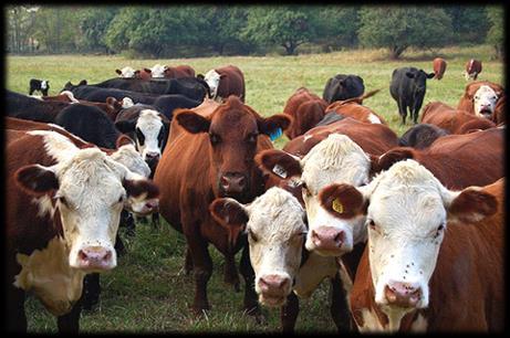 United States Beef Cattle Industry Unique and complex industry with a variety of segments. U.S. cattle inventory is 93.5 million head, up 1.8% from January 2016.