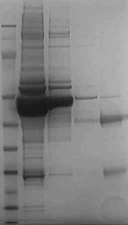Sample: 6 ml rabbit serum Column: 1 ml HiFliQ Protein A FPLC Column Instrument: FPLC Flow rate: 1 ml/min Binding buffer: 1 M Glycine, 2 M NaCl, ph 9.0 Elution Buffer: 100 mm Sodium Citrate, ph 2.