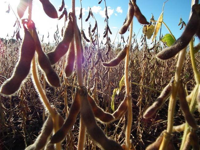 Soybeans in
