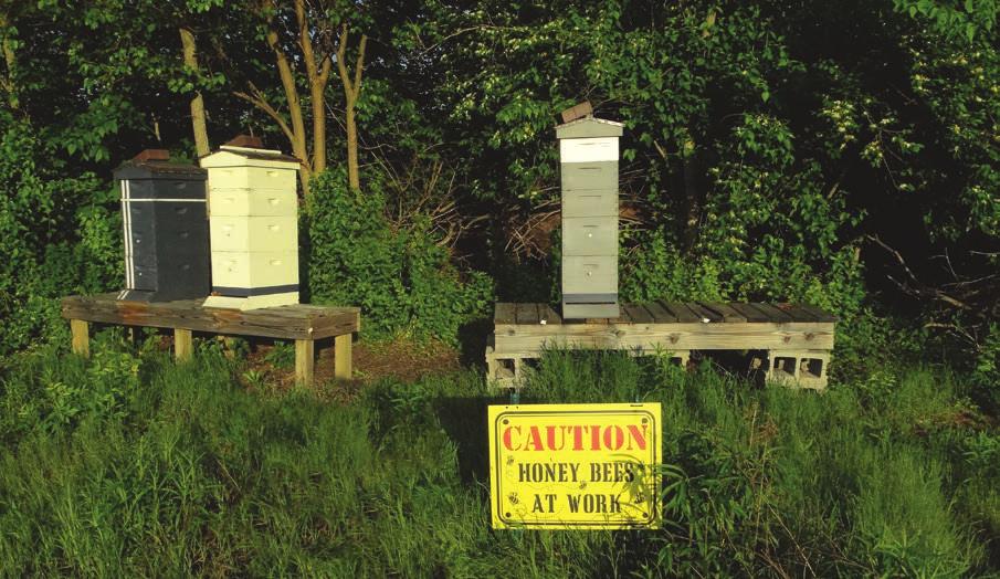 What Is the Problem? 2 Honey bees and pollinators face a number of stresses, including a loss of suitable habitat, various diseases, Varroa mites, and improper pesticide use.