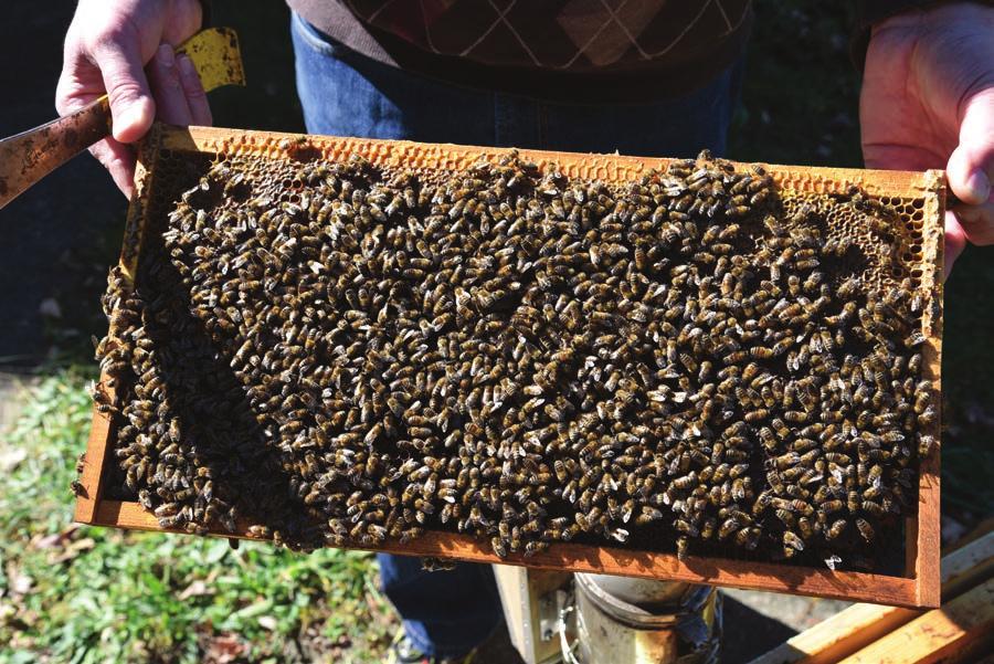 6 Figure 9. A beekeeper s goal is to manage bees so they remain healthy and productive. An applicator s goal is to safely manage crop pests.
