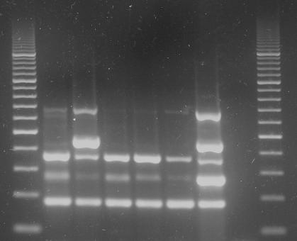 Pentaplex RT PCR RT PCR is highly specific and sensitive assay for detection of all four viruses in apple trees. Pentaplex RT PCR allows to detect four target viruses in one assay.