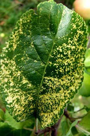 Apple mosaic ilarvirus ApMV is named after the disease it causes in apple, the first host in which it was described. ApMV induces bright yellow patterns on leaves.