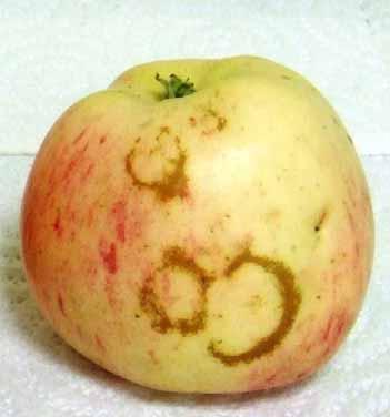 Apple clorotic leaf spot trichovirus The ACLSV infect a wide range of fruit trees: apples, pears, plums and cherries.