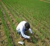 55 Note: Irrigation schedule considering drip line distance 90 cm emitter spacing 40 cm & 2lph As per above irrigation