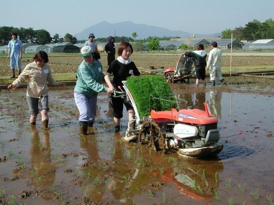 Two rows of rice will be planted simultaneously so the person operating the transplanter walks between the two rows, like walking a tightrope. 7) The student following the machine operator (i.e., next machine operator) must not walk on areas where rice plants have not been planted.