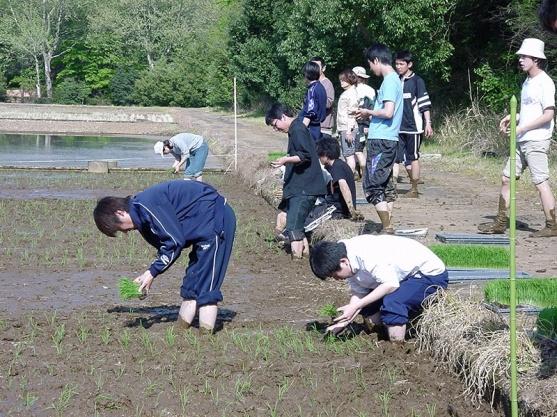 The transplanter cannot be used in turning areas, so you need to plant rice in those areas by hand.