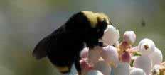 Bumble Bees as Commercial Pollinators Domesticated Bumble Bees Bombus terrestris, Europe B. impatiens, eastern U. S. B. occidentalis, western U.