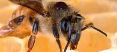 Honey Bee Losses Parasitic mites Varroa Tracheal Queen failure Diseases Varroa mite on honey bee
