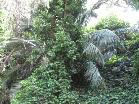Location 1: Canary Island palm #204 Diameter class 12-18 # trunks 1 Height 22 upper bank Bank; slope south, 1:1 Trunk approximately 4 tall.