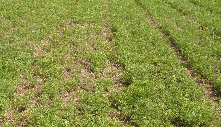 Poor Alfalfa Stands Seeded in 2012 Alternatives to Improve Stand Disc and reseed alfalfa