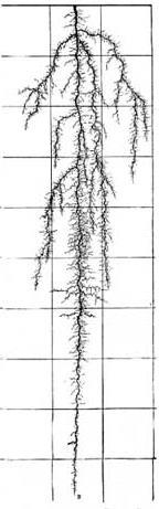 Alfalfa Use by Depth 40% 30% 20% 10% 0 cm 30 cm 60 cm 90 cm 120 cm After the third