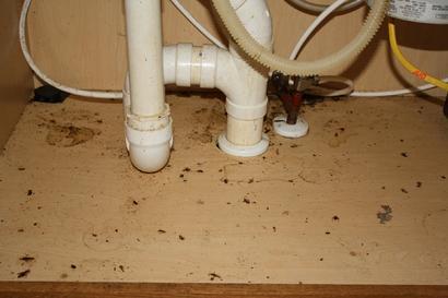 repair any condition that contributes to an infestation.