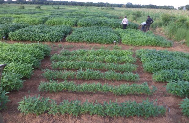 ISFM assessment in soybean production (Gh) Minimum