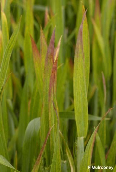 virus E) stem rust of wheat