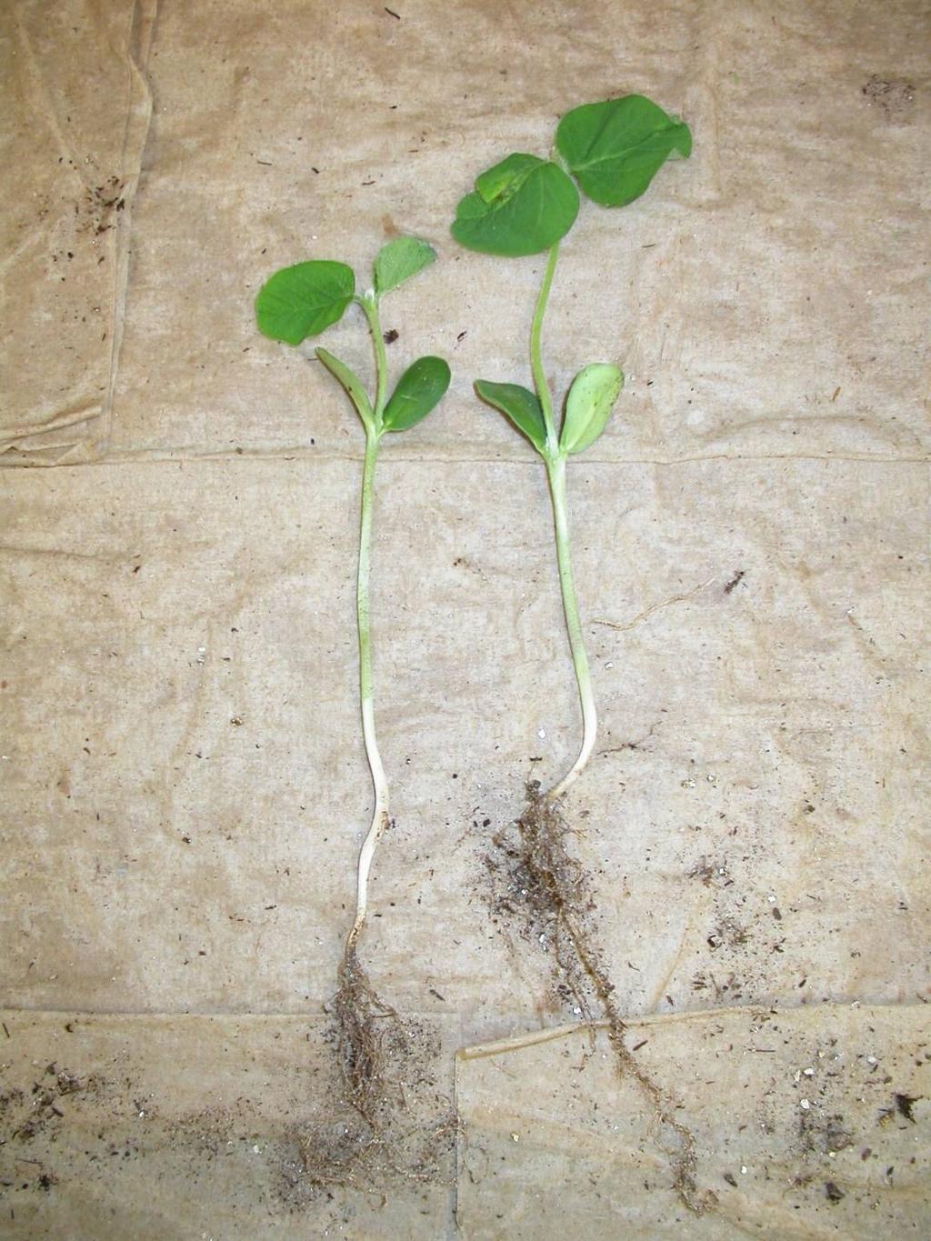 CROP STRUCTURE - SEEDLINGS 17. The structure marked by the arrow is called the ; The emergence type for these seedling is called.