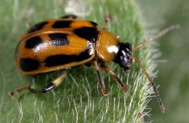 beetle D) chinch bug B) bean