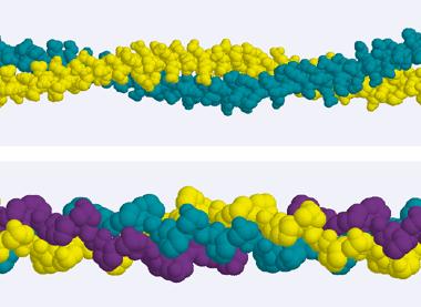 Formed by several spiral shaped polypeptide molecules becoming linked together in parallel.