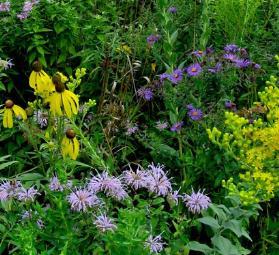 Wild bees increase over time on crop flowers near plantings