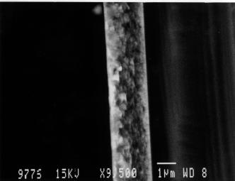 The Si substrate is to the right of the film.