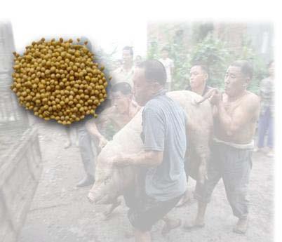 Brazilian Soy & Pigs in China 90 80 70 Million Metric Tons 60 50 40 Brazil Soy Production