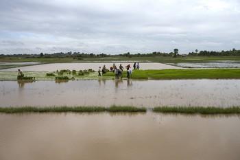 CAMBODIA The vast irrigation system of Cambodia s rice paddies provides an alternative source of food and income fish.