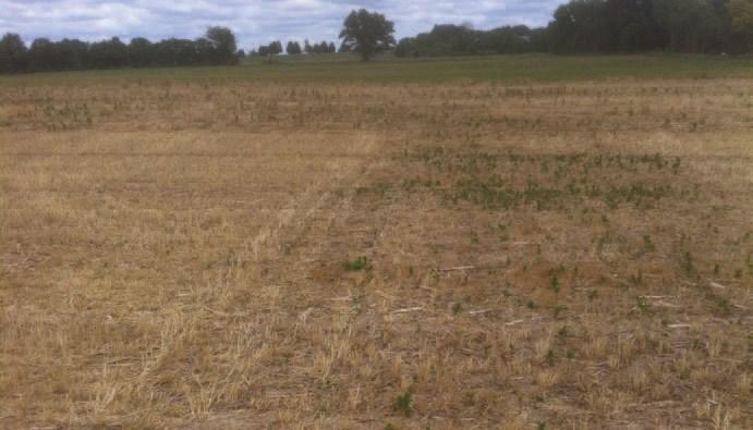 PHOTO COURTESY OF MIKE PLUMER EFFECTIVE SUPPRESSION. Mike Plumer has seen cereal rye completely suppress marestail, such as in this plot, and other winter annuals.