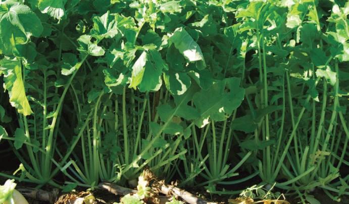 Each no-tiller has their own goals and challenges when integrating covers for weed management. Here are some steps for guiding the process: 1 Selection.