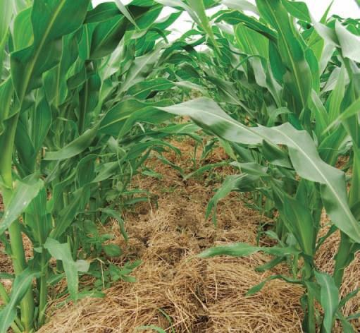 Cover crops must establish quickly and be seeded so they dominate the soil, water and sunlight resources to outcompete and suppress weeds especially winter annuals.