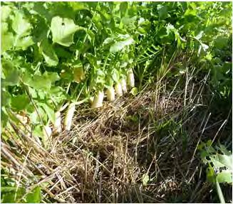 Building Soil Resistance and Resilience to Stress using the Four Rules of Cover Crops 1. Disturb soil as little as possible 2. Keep soil covered as much as possible 3.