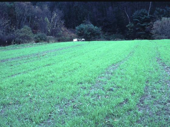 Advantages and uses of cover crops Cover crops are an