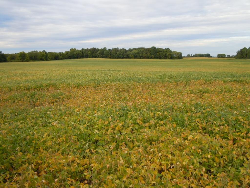 AERIAL SEEDING: AN OPTION FOR SOUTHWEST OHIO Aerial seeding can be a beneficial means of getting cover crops established.
