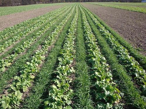 OILSEED RADISH ANNUAL RYEGRASS Cover Crop mixes can offer many benefits, depending on the goals for your fields.