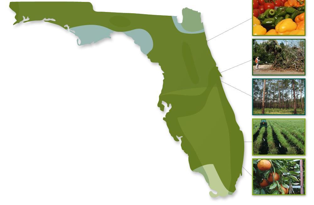 Developing Florida Biomass Resources Florida has ~10% of US biomass resources 51% statewide tree coverage 80% of it is commercial Climate allows year around energy crop growth, high crop yield and