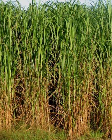 Gilbert Energycane Sweet sorghum Elephantgrass Superior grass species and management