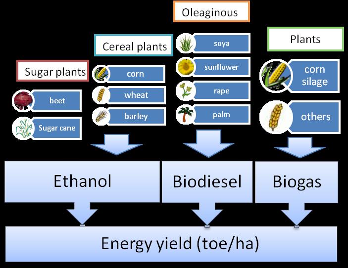 FROM AVAILABLE AREA TO ENERGY PRODUCTION 9 types of energy crops considered Share of available land allocated to each crops based on FAPRI Scenario up to 2025 and kept constant afterwards Source :